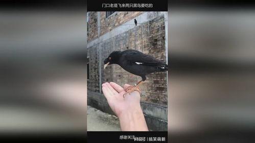 黑鸟吃瓜网,揭秘娱乐圈幕后真相，带你领略明星生活百态