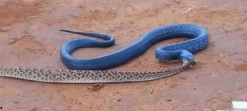 吃蛇视频,揭秘人类挑战极限的惊险瞬间