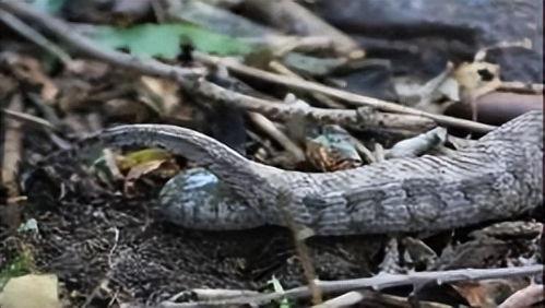 吃蛇视频,揭秘人类挑战极限的惊险瞬间