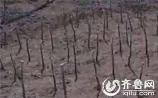 扁桃视频,揭秘扁桃体疾病的防治之道