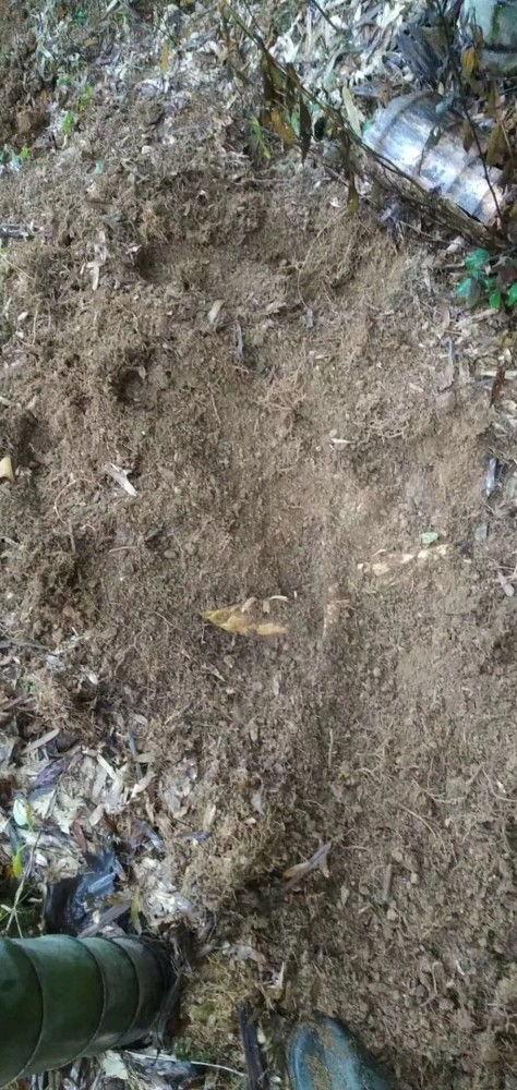 挖冬笋视频,跟随挖冬笋视频，体验传统农耕乐趣