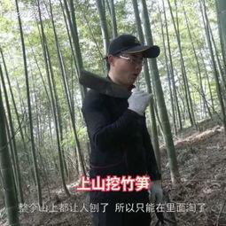 挖冬笋视频,跟随挖冬笋视频，体验传统农耕乐趣