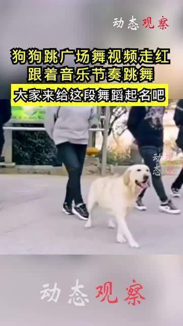 小狗跳舞的视频,小狗欢快跳舞瞬间集锦