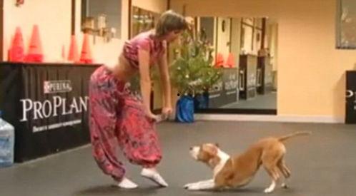 小狗跳舞的视频,小狗欢快跳舞瞬间集锦