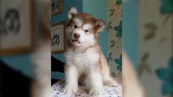 小狗跳舞的视频,小狗欢快跳舞瞬间集锦