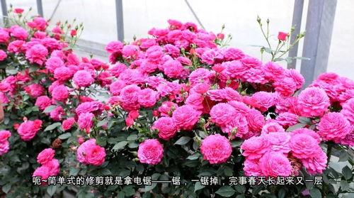 月季视频,视频中的美丽瞬间与情感共鸣