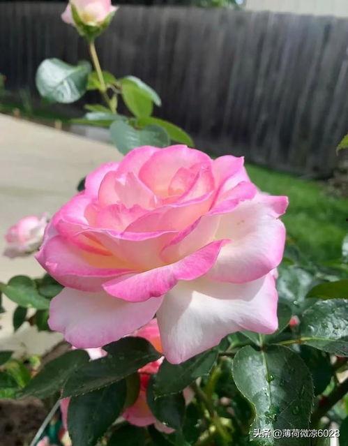 月季视频,视频中的美丽瞬间与情感共鸣