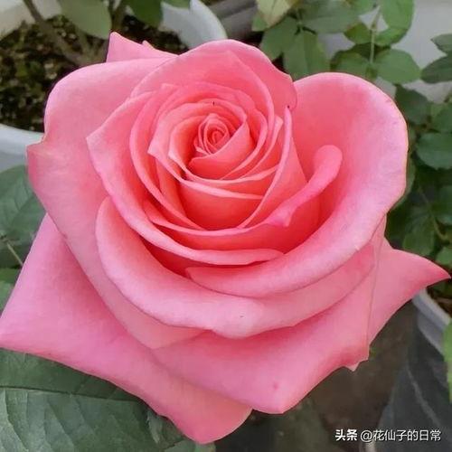 月季视频,视频中的美丽瞬间与情感共鸣