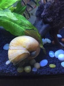 蜗牛出壳视频,一场生命的蜕变之旅