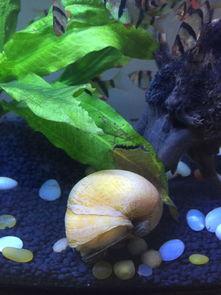 蜗牛出壳视频,一场生命的蜕变之旅