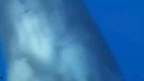 蜗牛出壳视频,一场生命的蜕变之旅