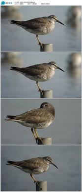 小鸟的视频,小鸟视频中的自然奇观