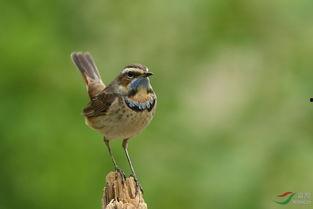 小鸟的视频,小鸟视频中的自然奇观