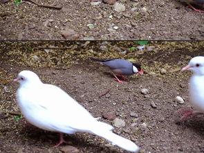 小鸟的视频,小鸟视频中的自然奇观