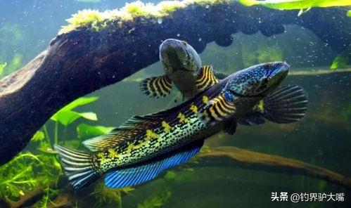 雷龙鱼视频,雷龙鱼神秘生活揭秘