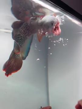 雷龙鱼视频,雷龙鱼神秘生活揭秘