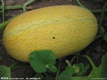 哈密瓜今日价钱表图片,新鲜上市，品质优价实