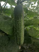 水果吊瓜今日价格行情,涨跌波动一览