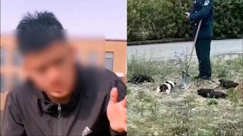打死狗视频,一幕打死狗视频引发的深思