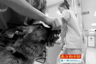 打死狗视频,一幕打死狗视频引发的深思