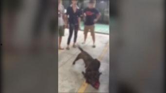 打死狗视频,一幕打死狗视频引发的深思