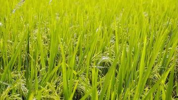 收割水稻视频,水稻收割现场直击