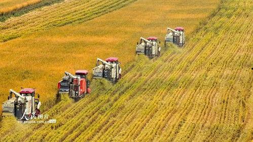 收割水稻视频,水稻收割现场直击