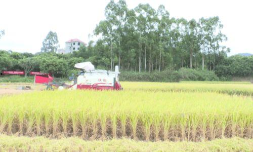 收割水稻视频,水稻收割现场直击